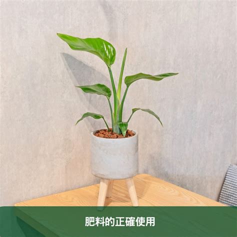 天堂鳥生長速度|天堂鳥植物完全栽培指南 從選擇到養護 